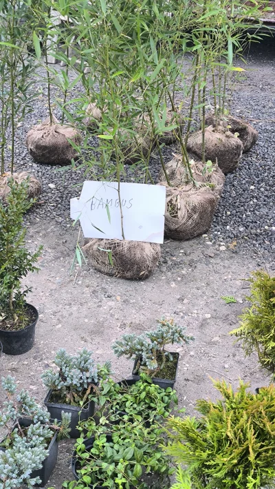 Pesa_elf - Bylem na targu i chcialem kontrawise zrobić
#sebcel #frajerzyzmlm