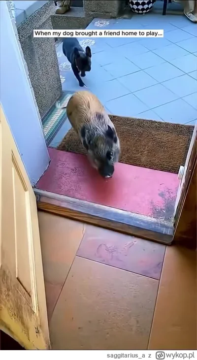 saggitarius_a - Nikt:
Pieseł: poznajcie moich nowych przyjaciół ( ͡° ͜ʖ ͡°)

#smieszn...