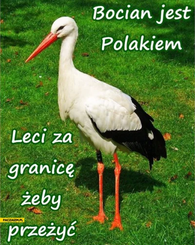 januszzczarnolasu - Bocian jest Polakiem.