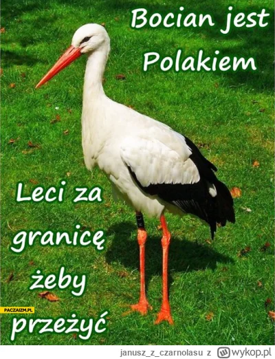 januszzczarnolasu - Bocian jest Polakiem.