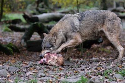 KwiatGromu - nie utożsamiasz się z wilkami = potencjalnie oszki #przegryw