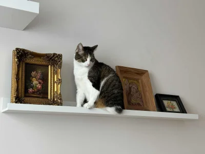 Emble - #pokazkota #koty ostentacyjnie szczere