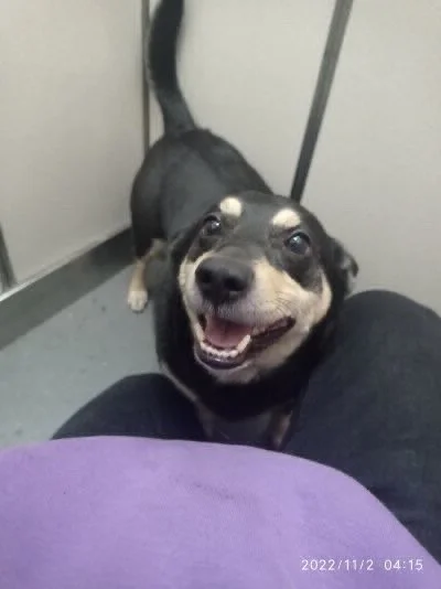 T.....a - #porannypsiur 
Znalazłem ostatnio fotki z tego tagu, to było wybitnie fajne...