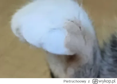 Pietruchoowy - @anotherguy (｡◕‿‿◕｡)乁(♥ ʖ̯♥)ㄏ