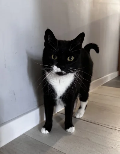 GenetycznyDominatornik - #pokazkota przy takim kitku nie trzeba słodzić herbatki ᶘᵒᴥᵒ...