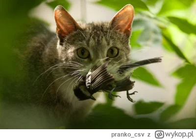 pranko_csv - Koty pojawiły się w Polsce razem z pierwszymi osadnikami, ale przez wiek...