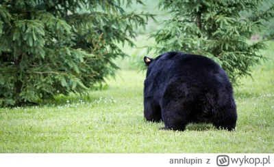 annlupin - ja to do spania ide se dobranoc dla was