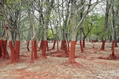cheeseandonion - !Trees after toxic waste spill in Western Hungary