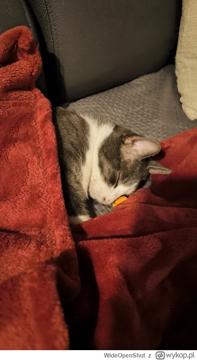 WideOpenShut - Kicia Jesieniara (｡◕‿‿◕｡)

#spanko #kot #pokazkota #kitku