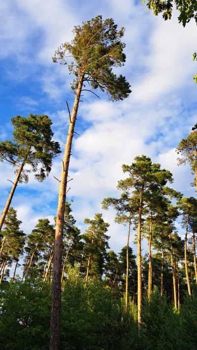 Arvin - #spierdotrip #przegryw fajen sosny