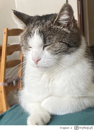 trujpan - #pokazkota
#koty
Spanko po jedzeniu (｡◕‿‿◕｡)