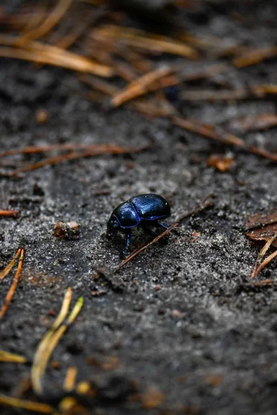 LoopyMajestic - #fotografia 
#natura

Takiego kawalera ustrzeliłem jak wybierał się n...