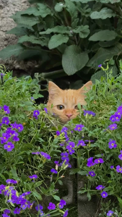 Imitacja_czlowieka - Przyczajony kitku, ukryty chłop (że ja za ekranem) #koty