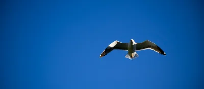 xvprvx - #ptaszkowpis #fotografia