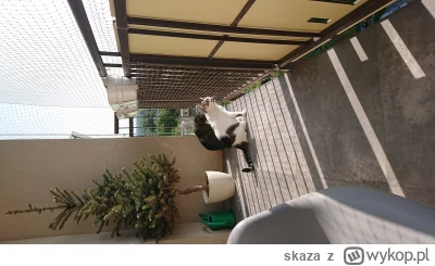 skaza - Balkonowe kotki. #koty