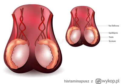 histaminapusz - Kacper Torbiasz 

#mecz