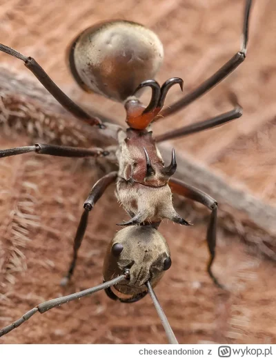 cheeseandonion - >This is a fishhook ant discovered in Cambodia in 2007. It is capabl...