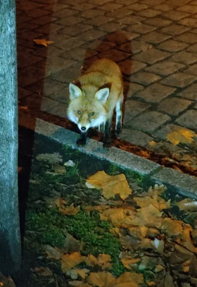 pejotlsd - @Karl_Cotlet: To nie to, bo spotykam w okolicy wiele lisów. Chodzą normaln...