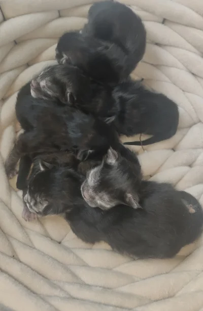 wisu1 - A tu 5 sierściuchów rasy maine coon