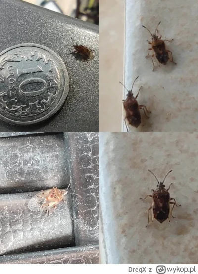 DreqX - Mirki, takie małe, latające owady/muszki zaatakowały mój balkon i powoli wcho...