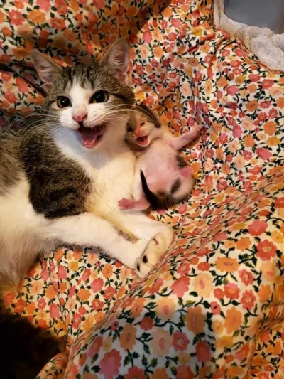 Czosnkov - Podała się do matki #smiesznekotki