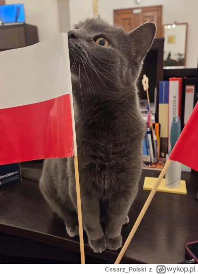 Cesarz_Polski - #kotekwrocek #wroclaw