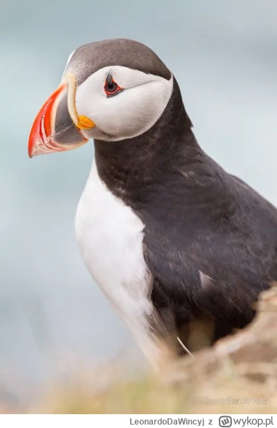 LeonardoDaWincyj - @wfyokyga  @adamssson 
Zawsze smutny