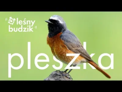 Lifelike - Pleszka (Phoenicurus phoenicurus)
Głos
Autor
#photoexplorer #fotografia #o...