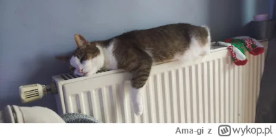 Ama-gi - #pokazkota #kitku #koty #galganek 
Na dworze chłodno i mokro to trzeba się o...