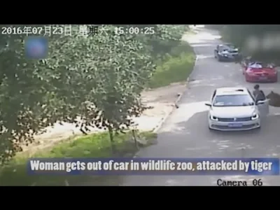 Brzydka_Prawda - Tu kobieta w trakcie safari na wybiegu z tygrysami postanowiła wysią...