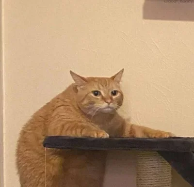 vieniasn - moje postulaty są proste i przejrzyste 
wszystkie suvy wywieźć do Warszawy...