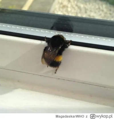 MagadaskarWHO - TRZYMAJCIE FASON PANOWIE