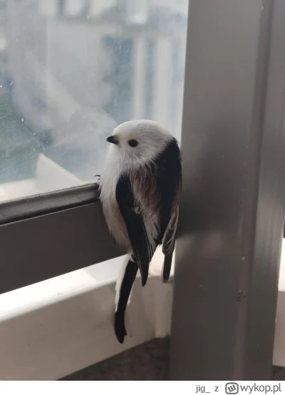 jig_ - ale mi na balkonie usiadł raniuszek(?)
#ptaki #krakow #ornitologia