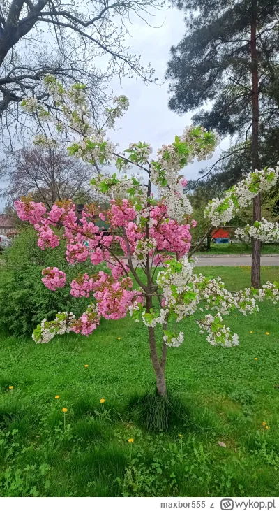 maxbor555 - Są tu jakieś spece od #florystyka żeby wytłumaczyć co się tu odkasztaniło...