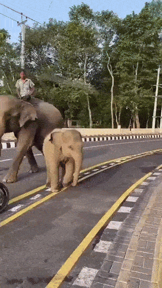 wfyokyga - Amciowanie