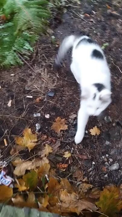 Minieri - Trafił mi się na drodze kitku to głaszczę, normalne chyba, co? 
#pokazkota