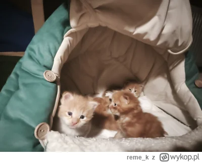 reme_k - Banda czworga w 3  tygodniu
#pokazkota #mainecoon