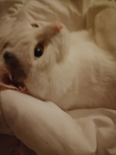 Ahses - Obudził się ze mną i będzie wyłudzał głaskanie