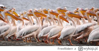 FreeRiderr - @PfefferWerfer jak ma być dobrze, skoro banda pelikanów bez mózgu dalej ...