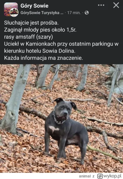 animal - Uważajcie mirasy, w górach Sowich biega luzem amstaff