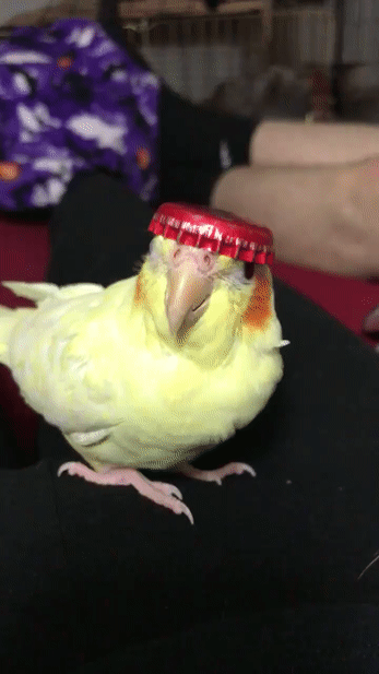 wfyokyga - D------a czapka papug warjacie zwarjowany