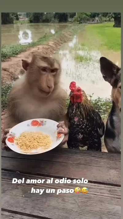 Czerwonyalimenciarz - #raportzpanstwasrodka
Małpcin i jego podopieczni z obozu klapk...