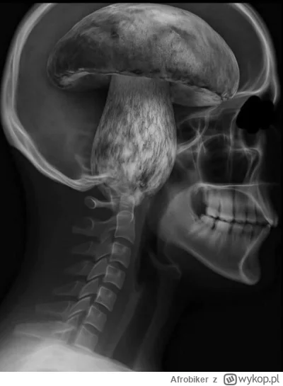 Afrobiker - @b0dyload grzyby? Grzyby? Ktoś tu mówił coś o grzybach (づ•﹏•)づ