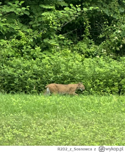 R2D2zSosnowca - Sprzed chwili ᶘᵒᴥᵒᶅ

#r2d2zwiedza #natura #usa ᶘᵒᴥᵒᶅ