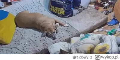 grajdowy - Sonia raszejska ma dość ewidentnie 

#danielmagical