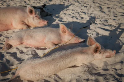 Nba_ - delma na warunkowym ma trochę czasu z koleznkami z De żeby wypocząć przed znal...