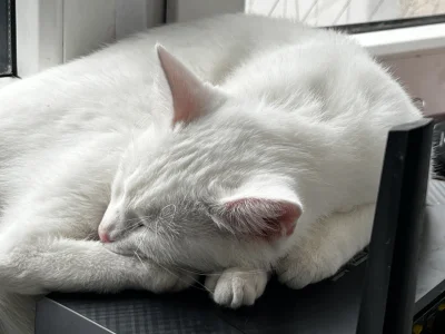 paczelok - Kup se router mówili a nie mówili że kot przerobi go na łóżeczko #pokazkot...