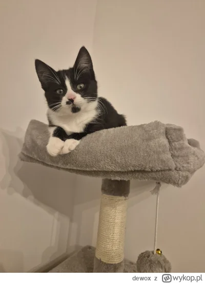 dewox - Pozdrawia z wieży
#pokazkota #smiesznekotki