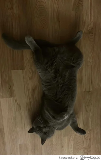 kasczysko - Wychodzisz z łazienki. Zastajesz taki widok. Co robisz?

#koty #kot #poka...