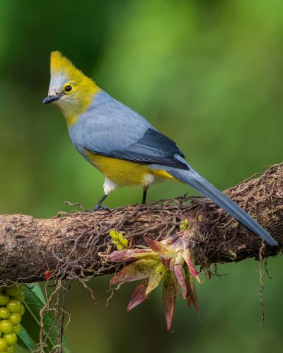 Lifelike - Jedwabniczka długosterna (Ptiliogonys caudatus)
Autor
#photoexplorer #foto...